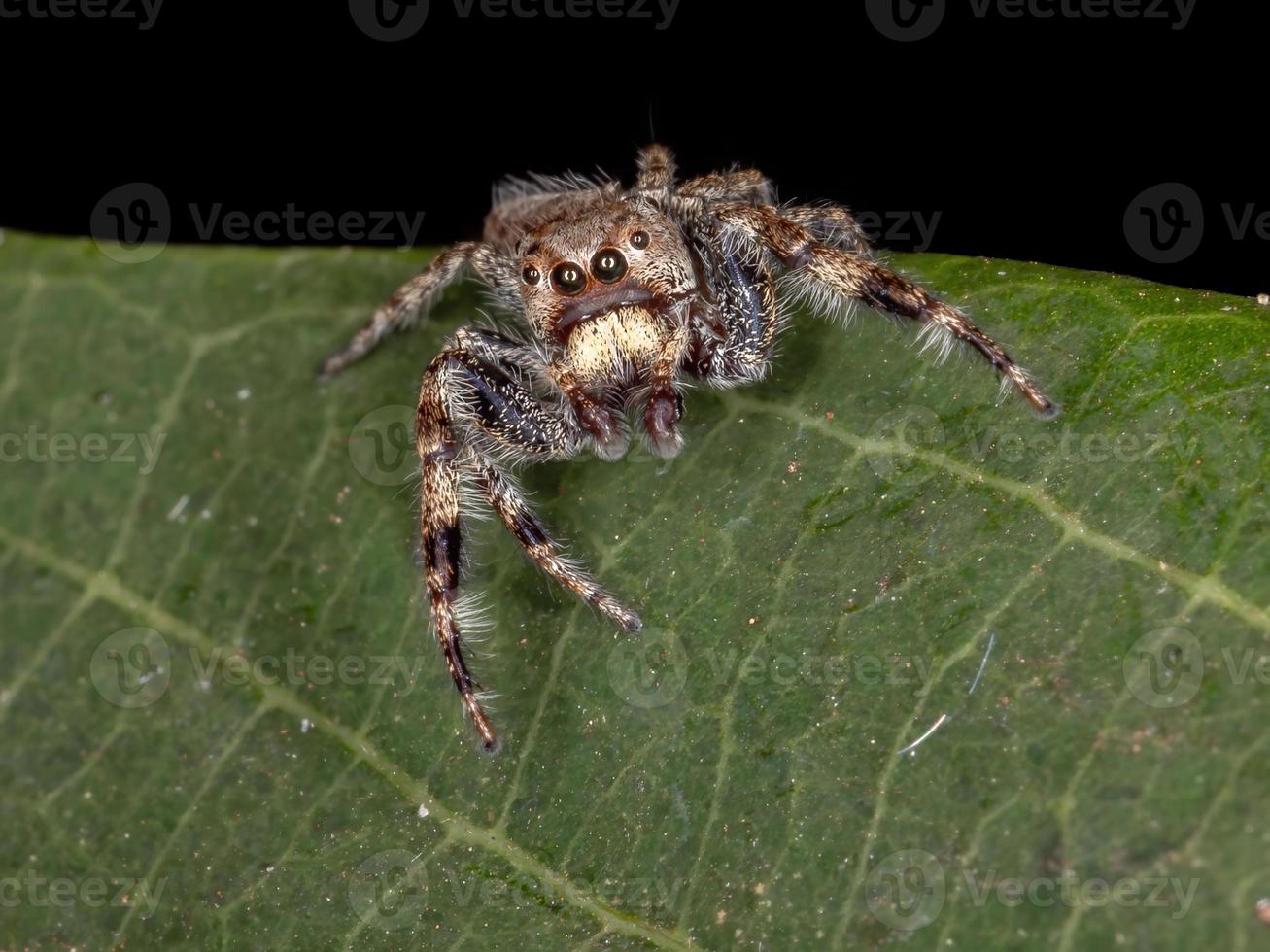 Male Jumping Spider photo