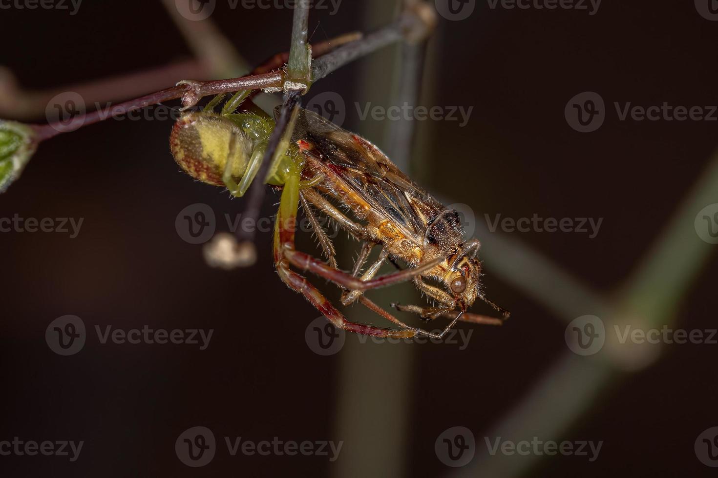 Adult Female Crab Spider preying photo