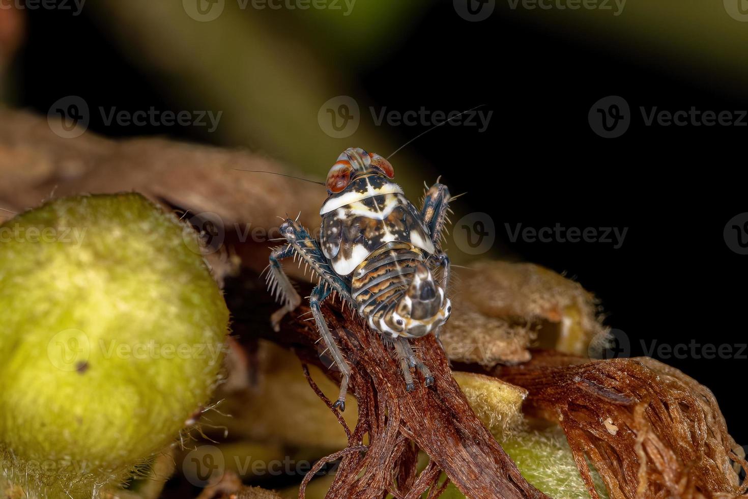 Typical Leafhopper Nymph photo