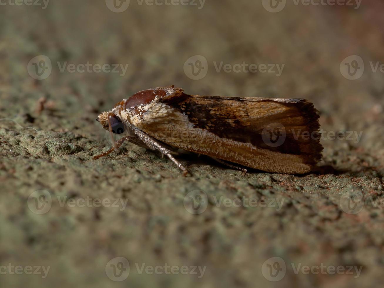 Bicolored Bird-dropping Moth in the wall photo