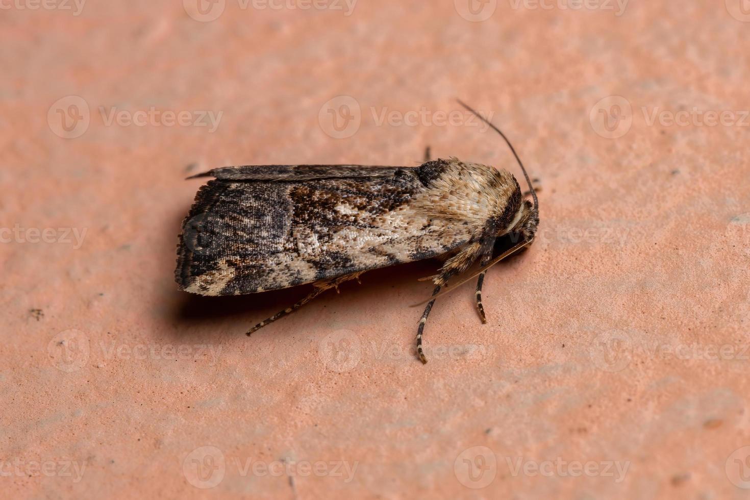 Adult Midget Moth photo