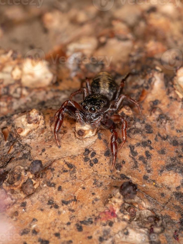 pequeña araña saltadora foto