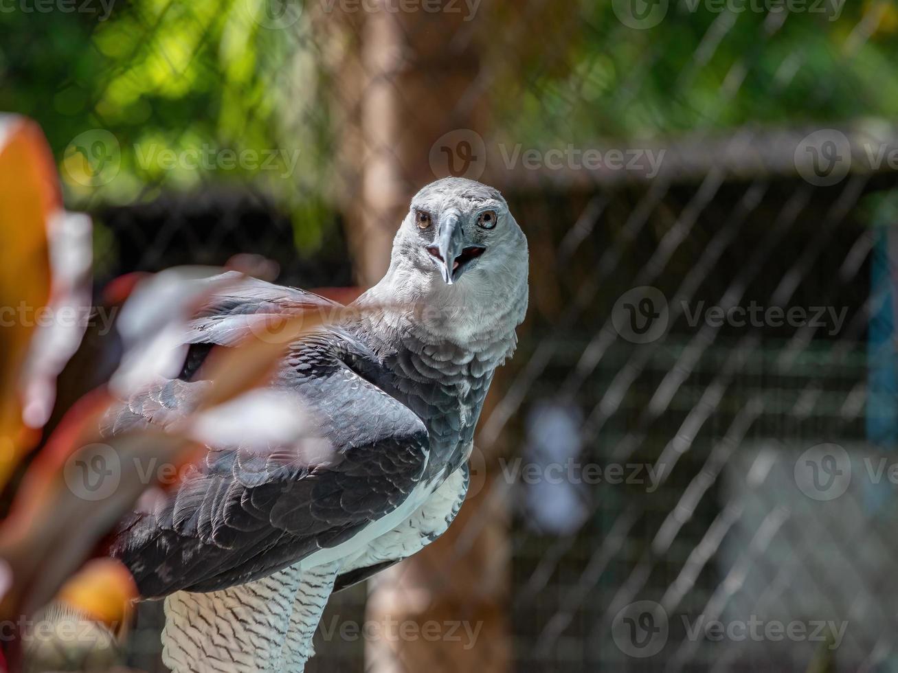 animal águila arpía foto