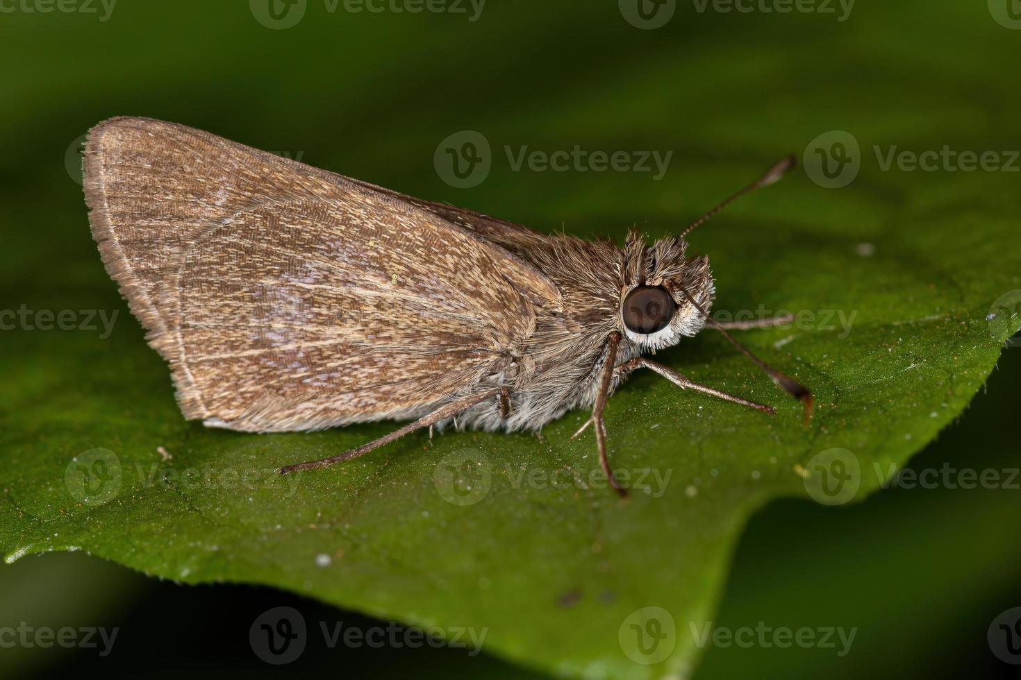 Adult Inca Skipper photo