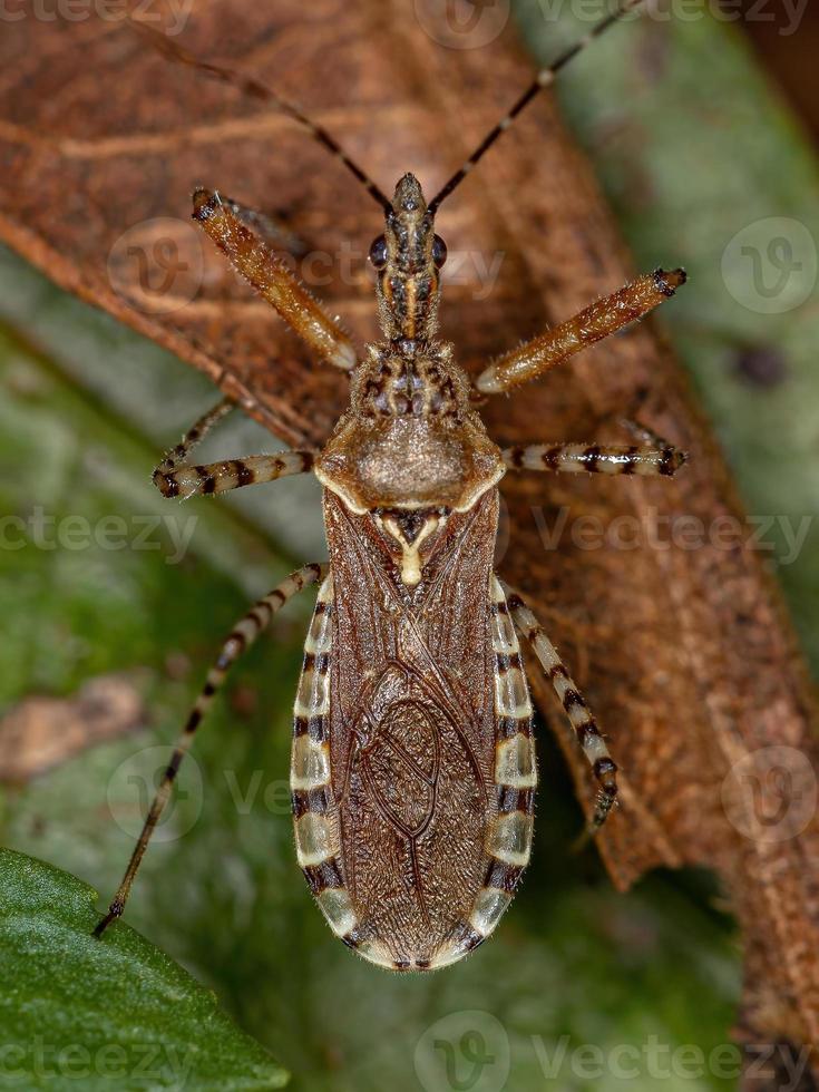 Adult Assassin Bug photo