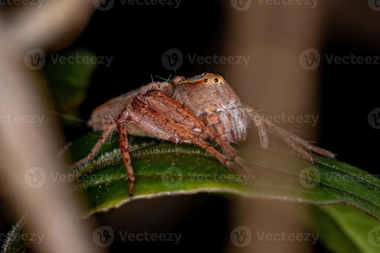 araña lince hembra adulta foto