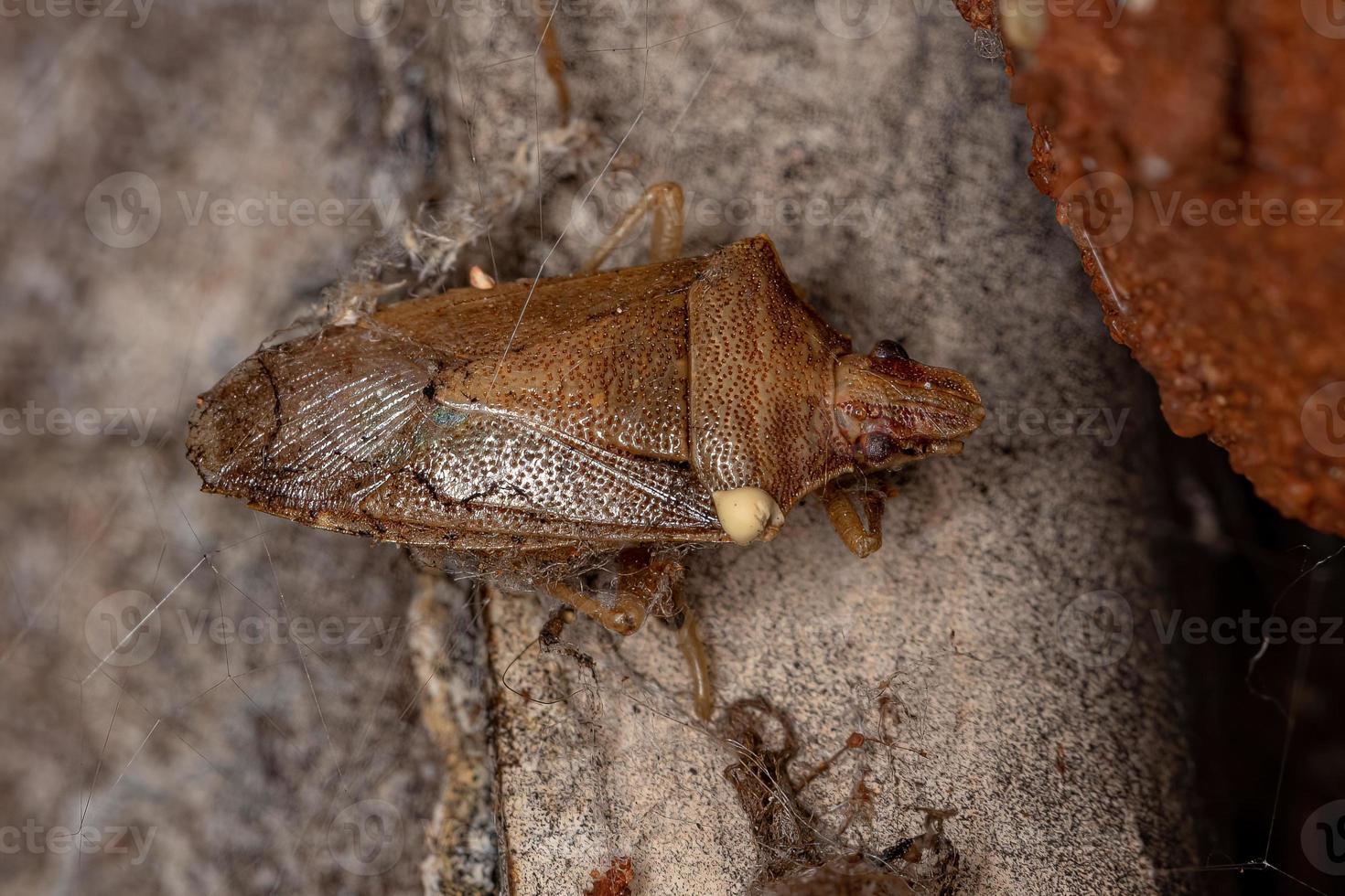 Dead Adult Stink Bug photo