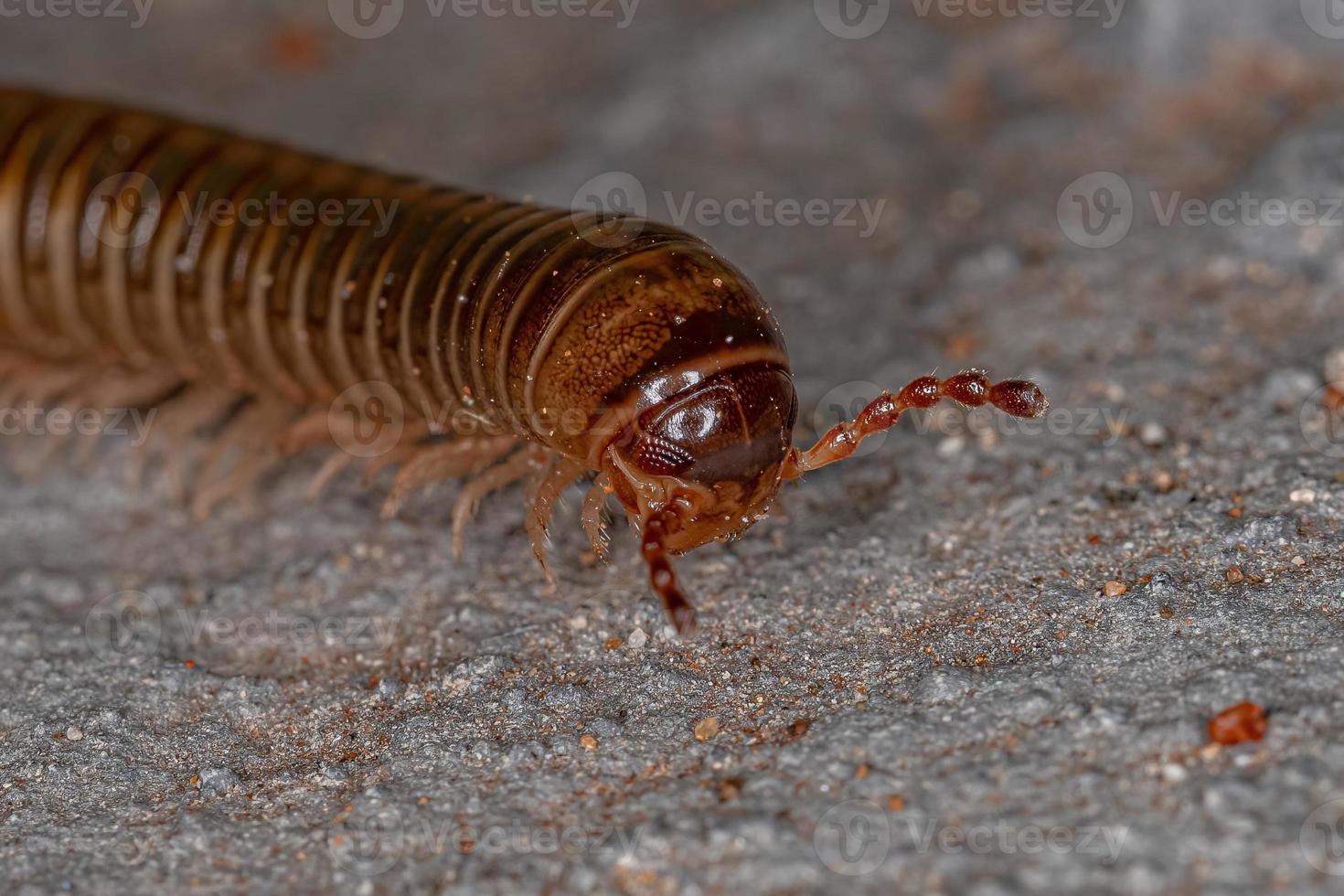 Adult Common Brown Millipede photo