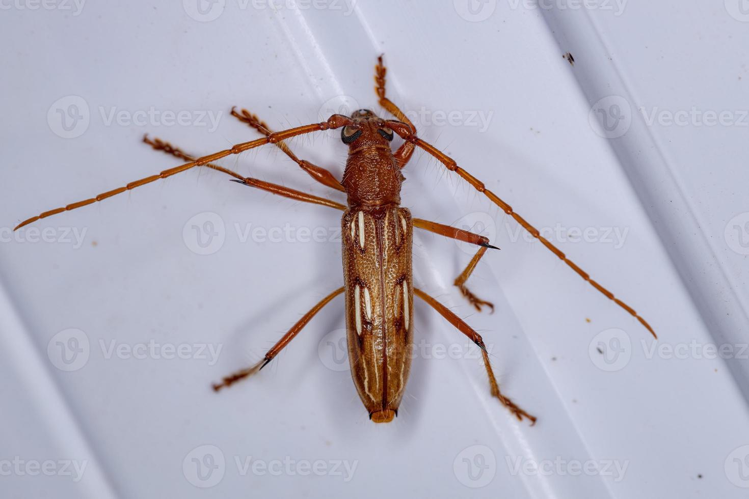escarabajo típico de cuernos largos foto