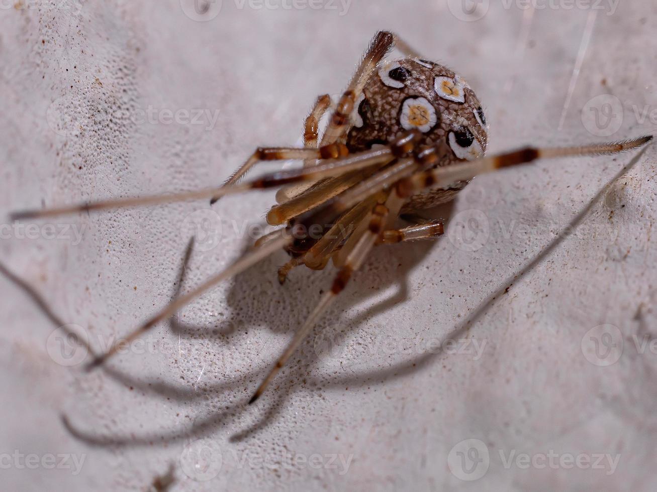 Adult Brown Widow photo