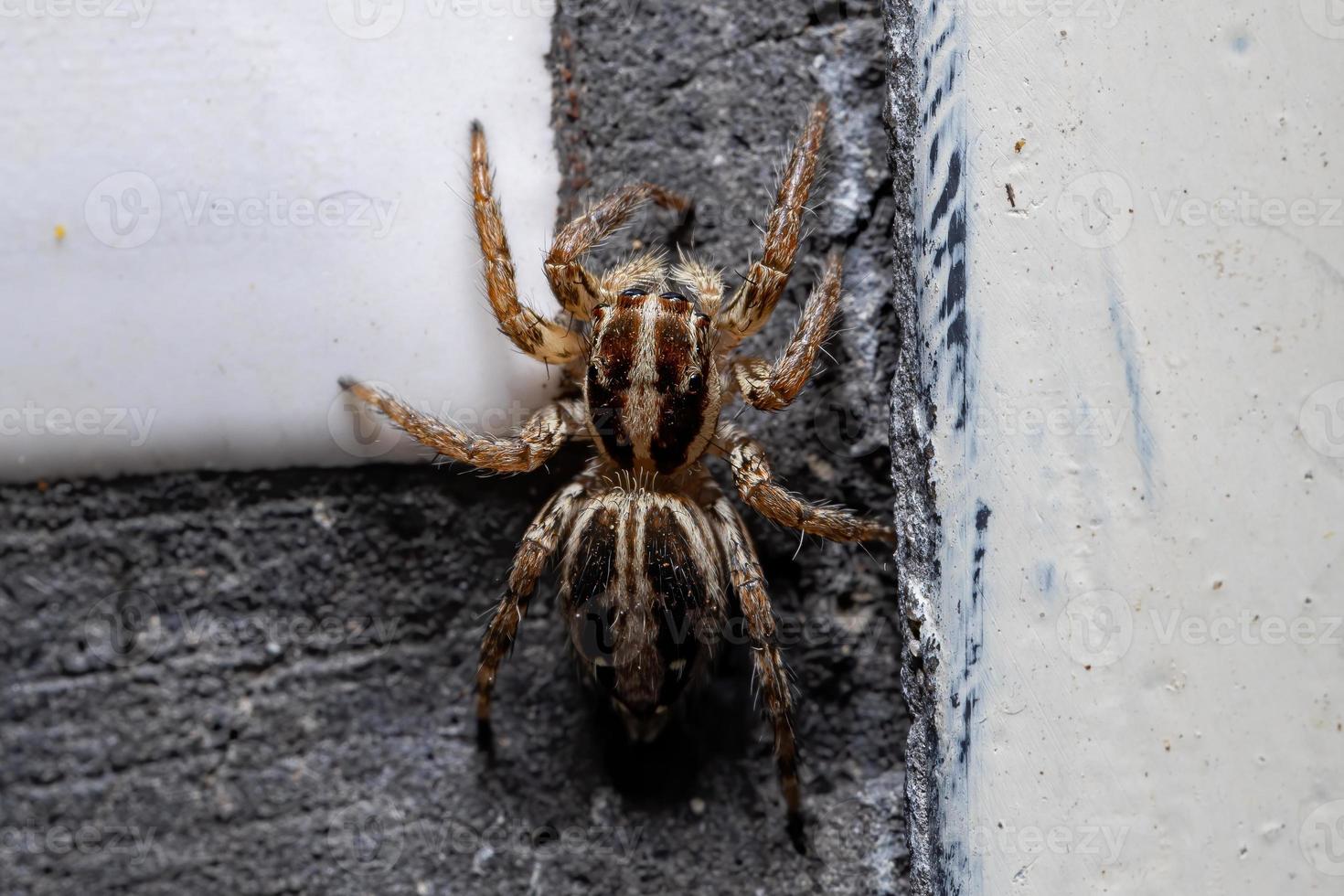 Pantropical Jumping Spider photo