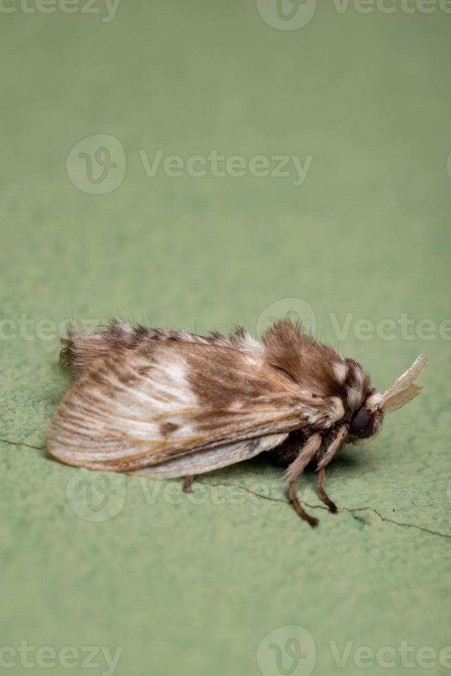 Brazilian white moth photo