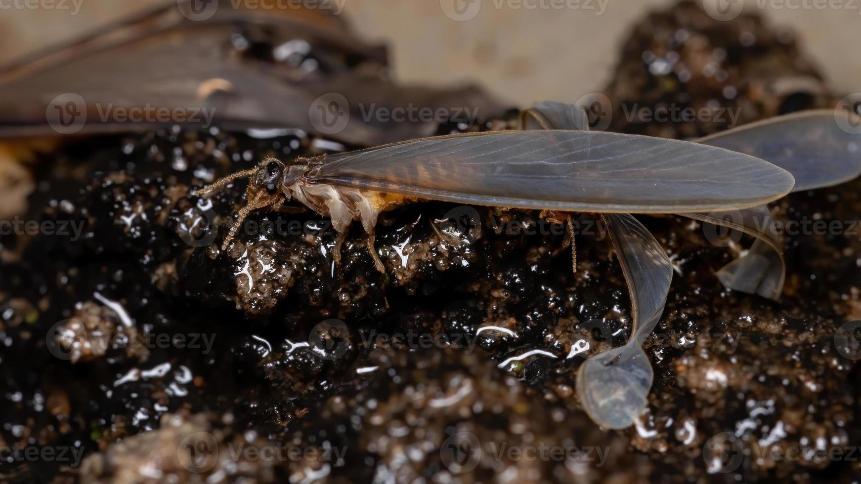 Adult Higher Termite photo