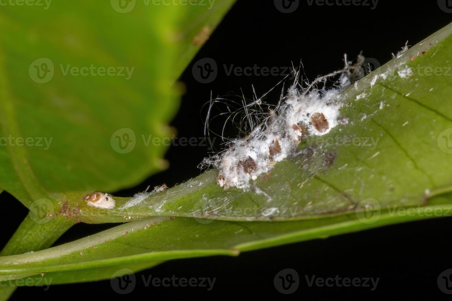 White Scale Insects photo