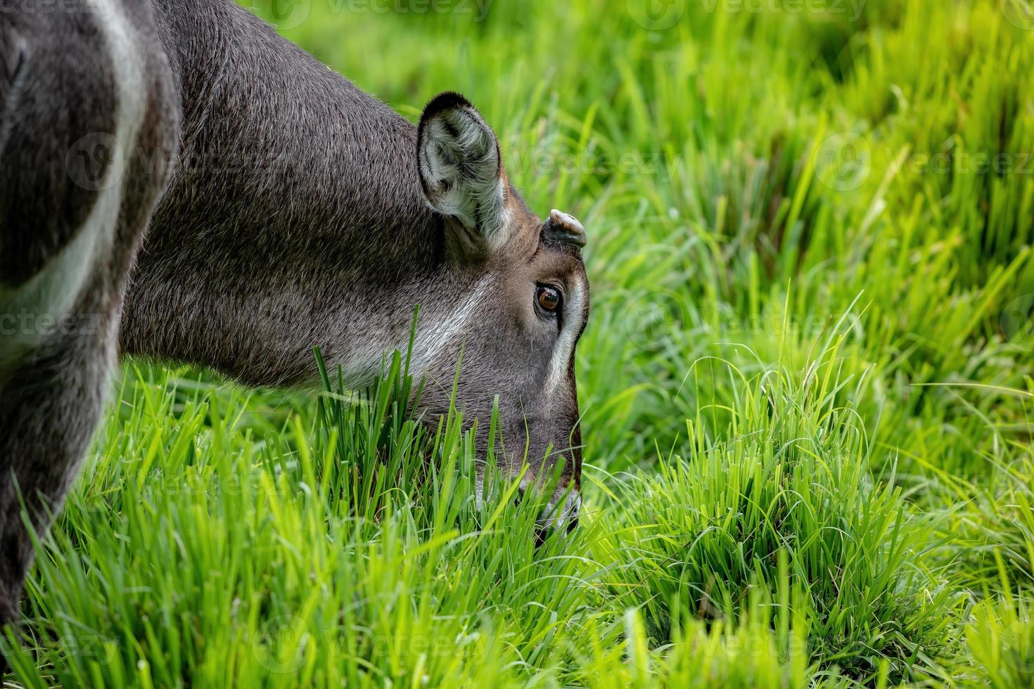 animal salvaje de waterbuck foto