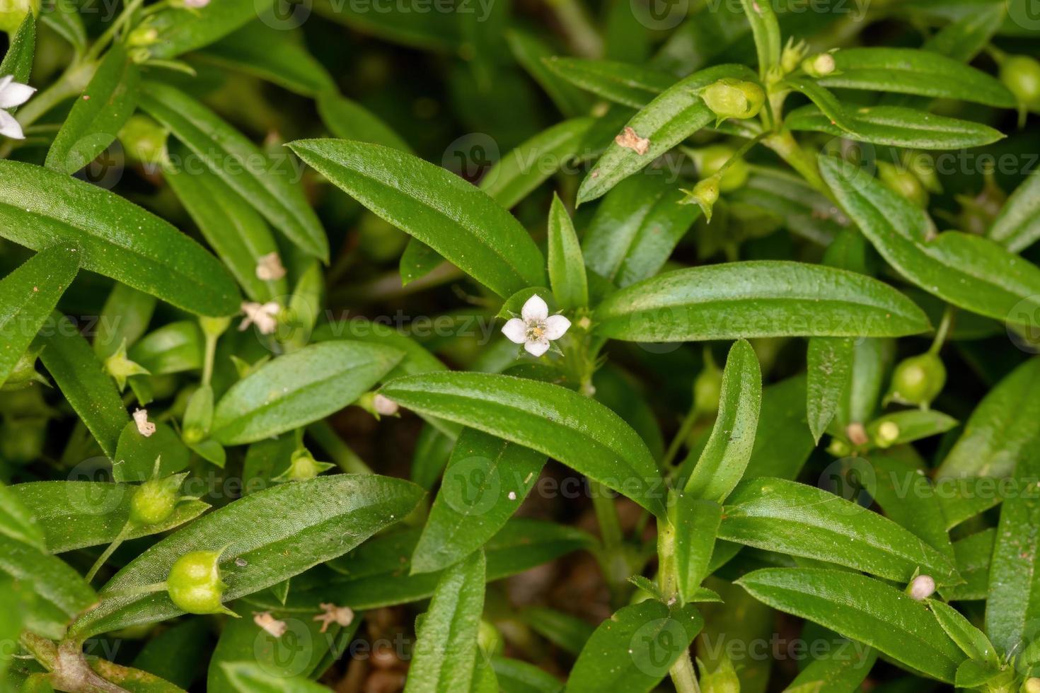 Old World Diamond Flower 3752358 Stock Photo at Vecteezy
