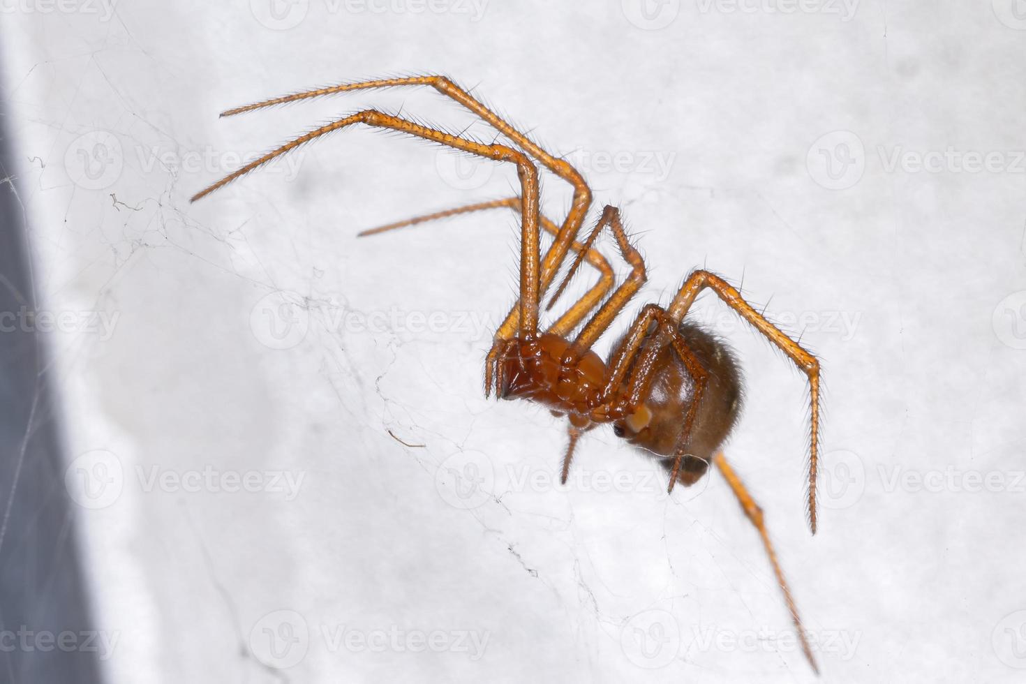 araña de la casa roja foto