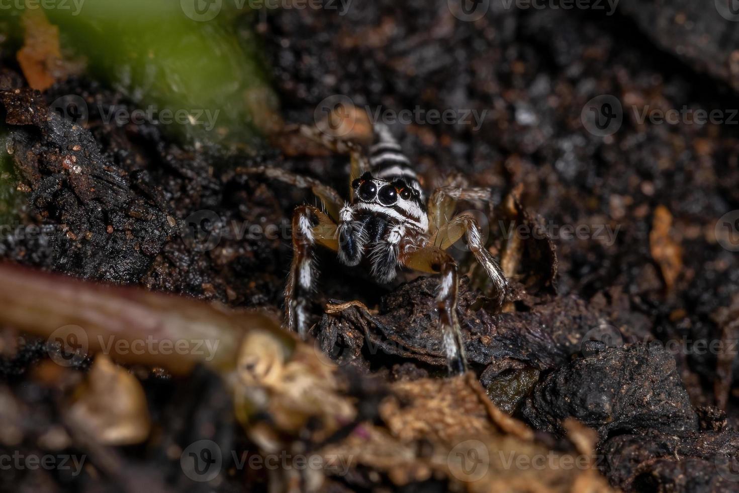 Small Jumping spider photo