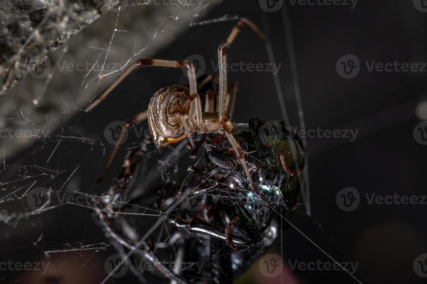Female Adult Brown Widow preying on a Adult Caterpillar hunter Beetle photo