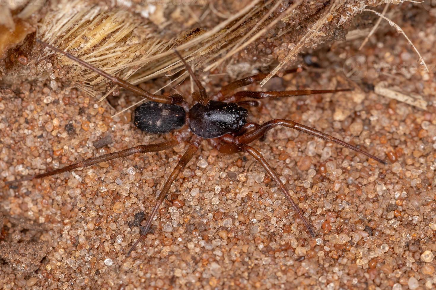 hormiga imita la araña del saco foto