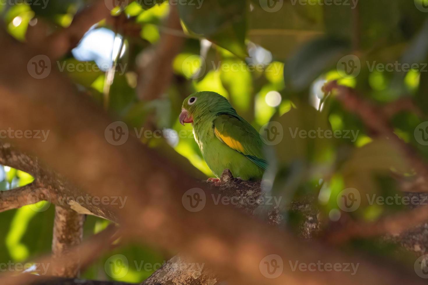 Yellow chevroned Parakeet photo