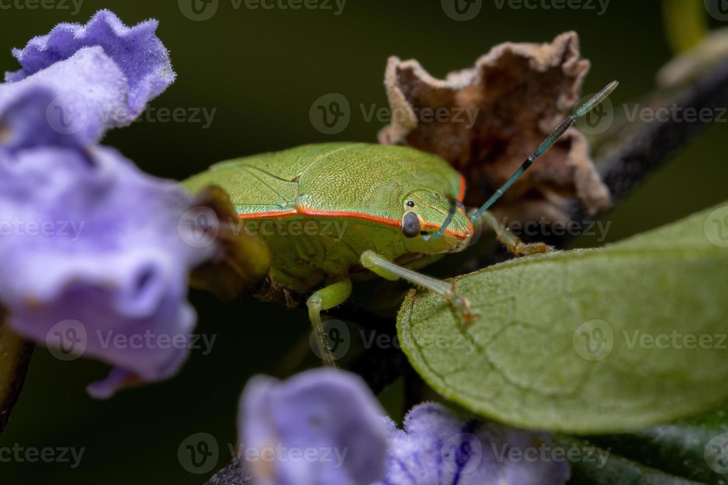 Adult Green Stink Bug photo