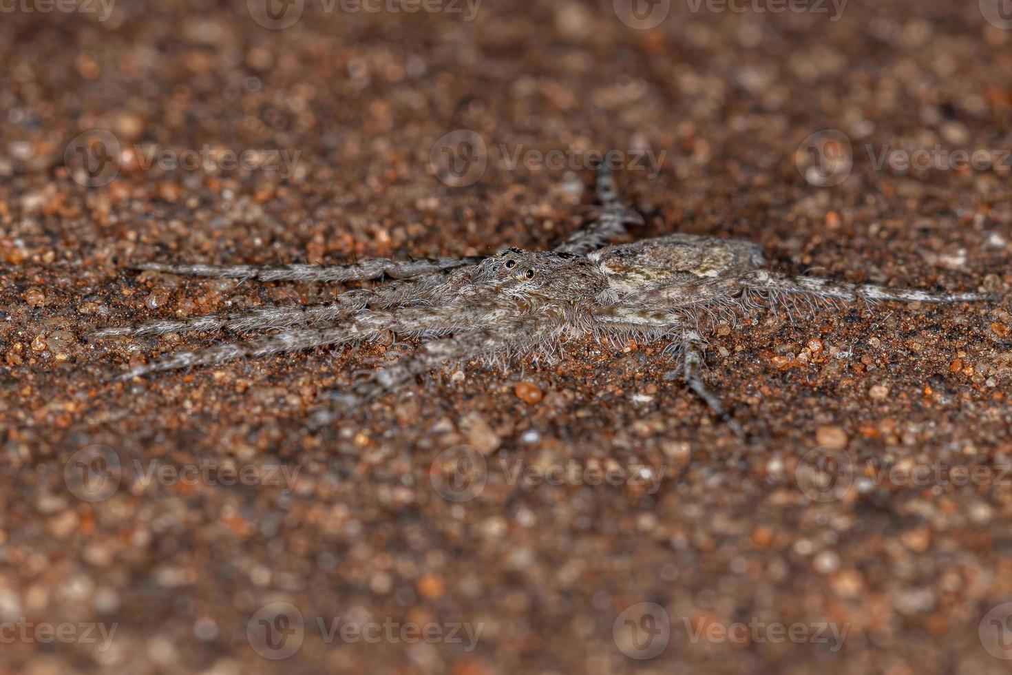 Small Bark Hunter photo