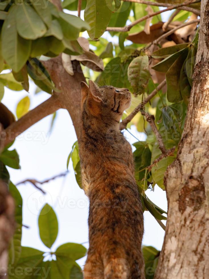 gato doméstico salvaje foto