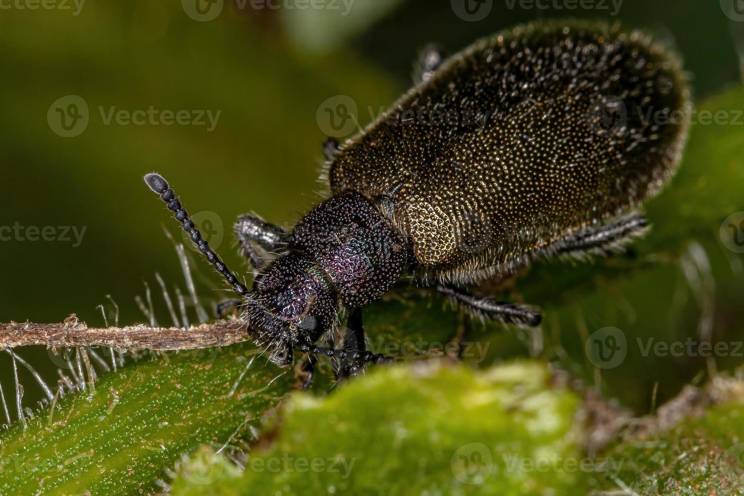 escarabajo adulto de articulaciones largas foto