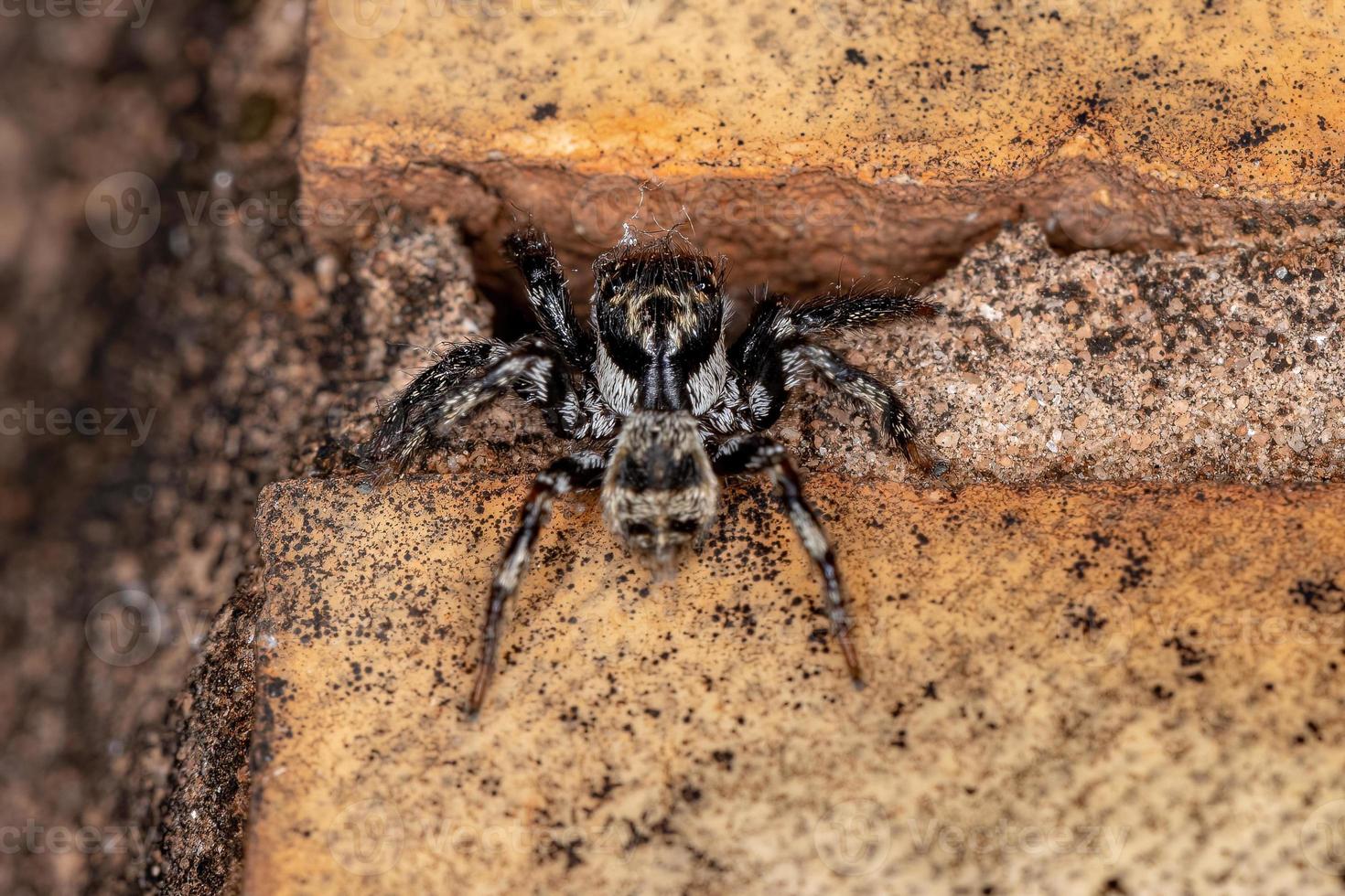 Small male jumping spider photo