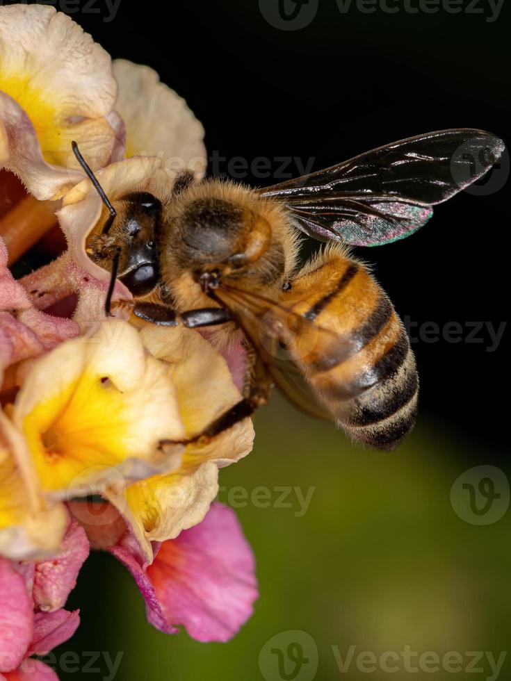 abeja de miel occidental adulta foto