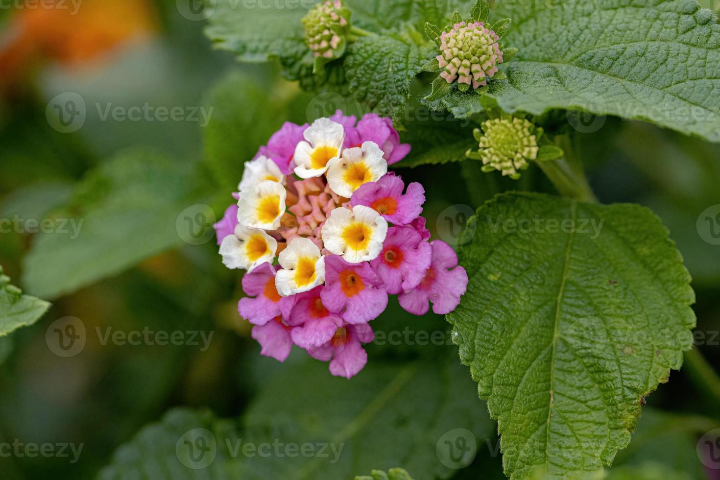 flor de lantana común foto