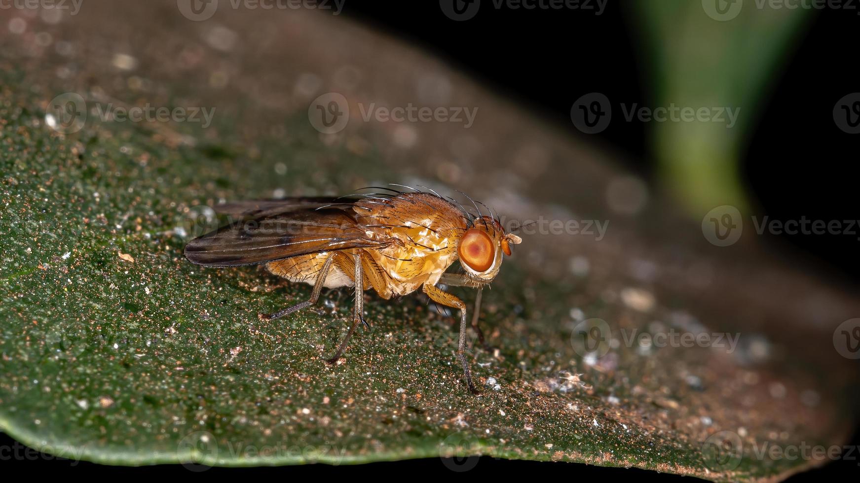 mosca lauxaniida adulta foto