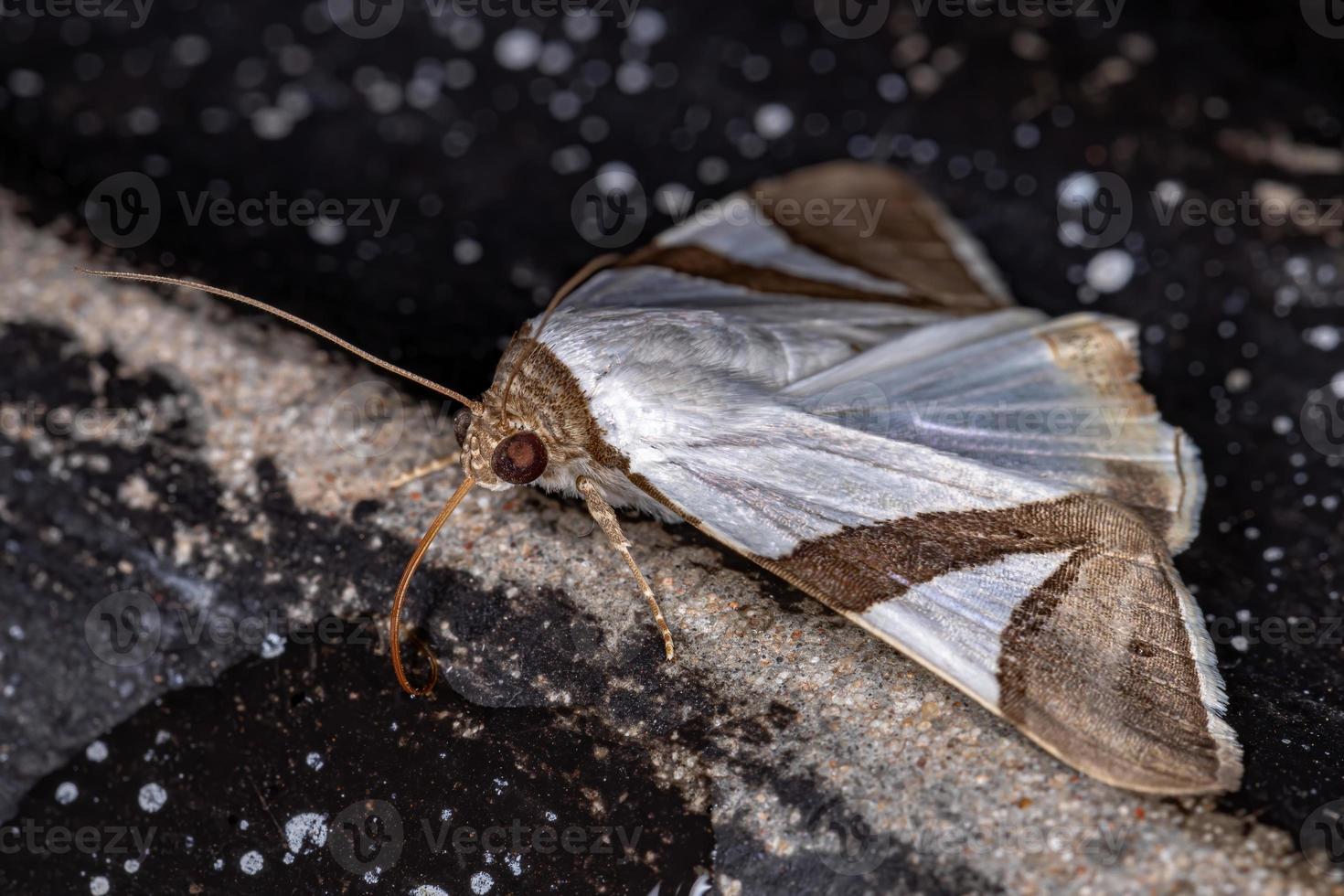 polilla del ala adulta foto