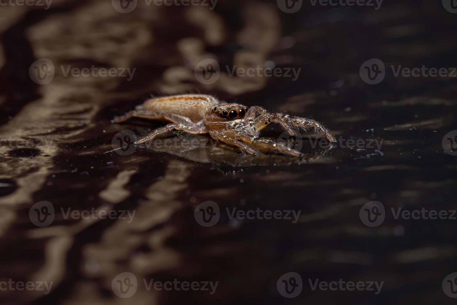 Brazilian Jumping Spider photo