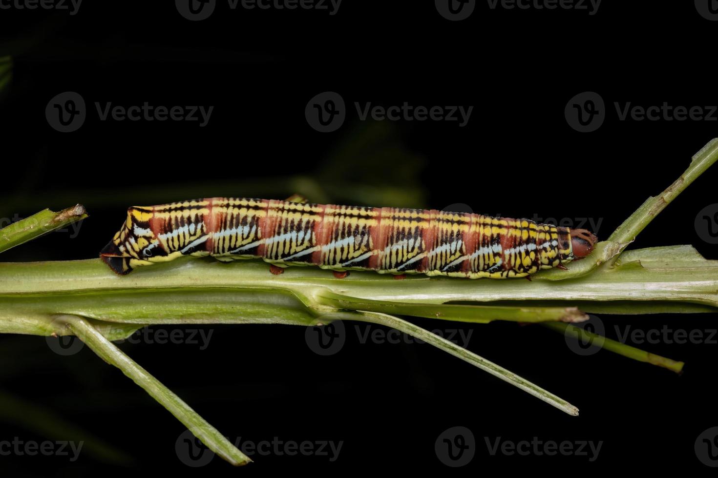 Catterpillar of Banded Sphinx Moth photo