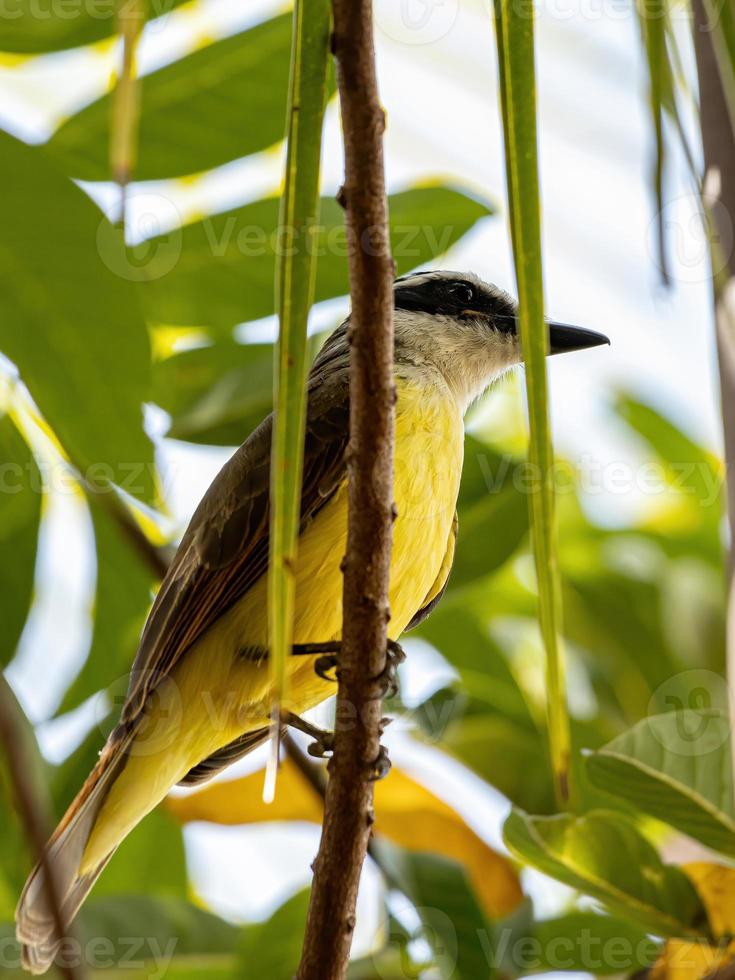 Adult Great Kiskadee photo