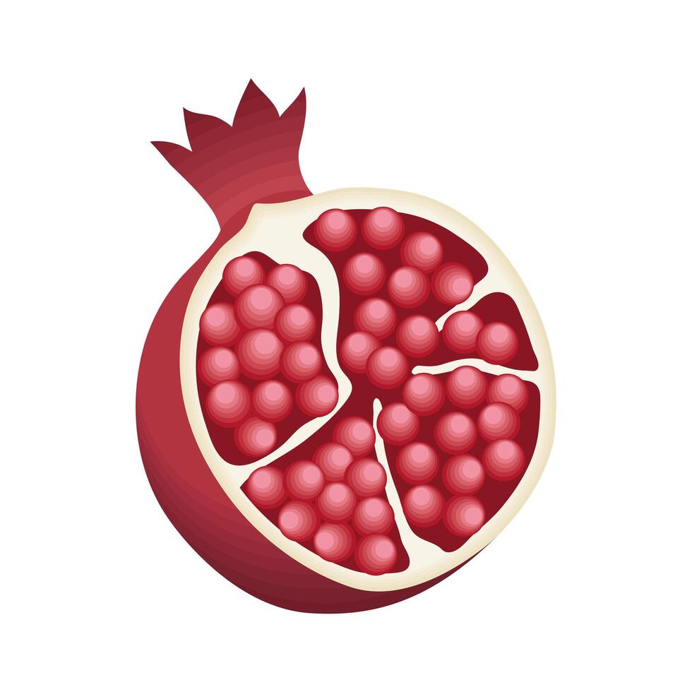 pomegranate half fruit vector