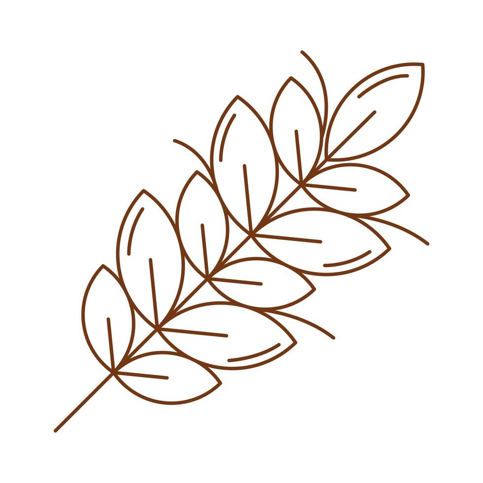 wheat spike leafs vector