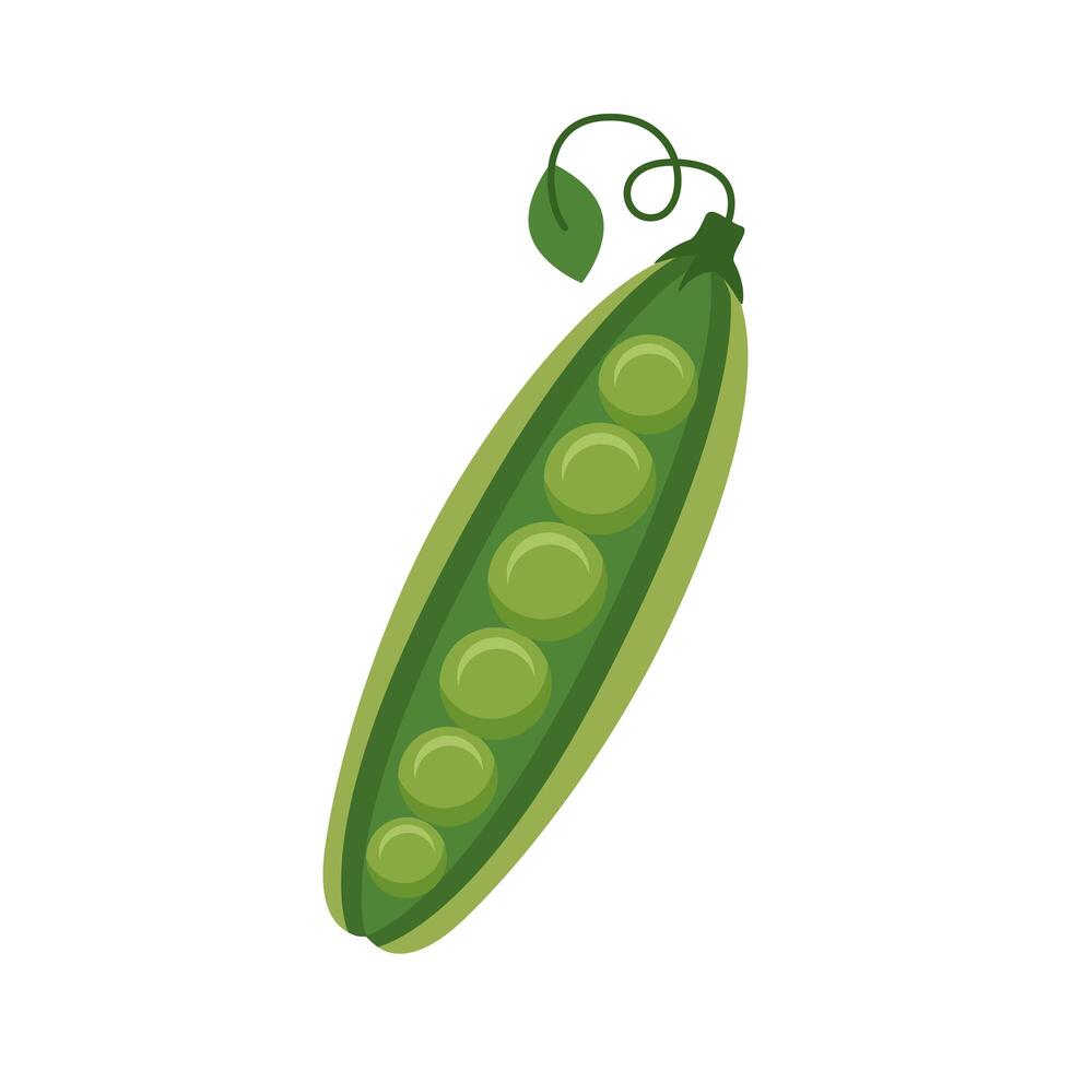 beans seeds vegetables vector