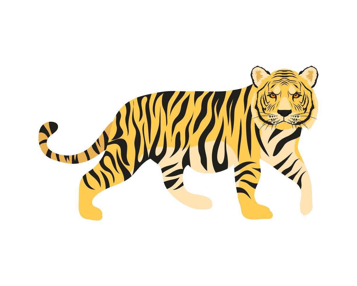 bengal tiger feline vector