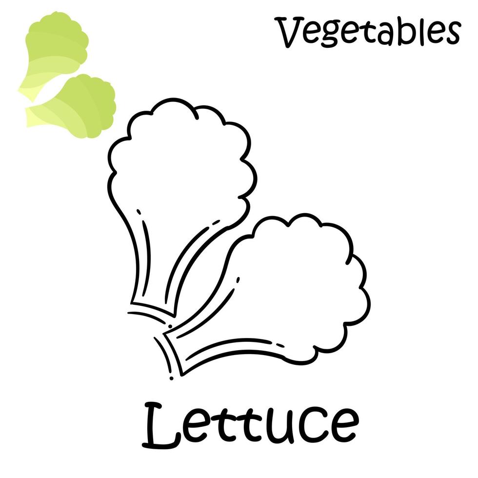 hand drawn lettuce on a white background vector