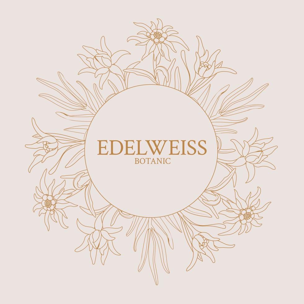 Edelweiss. Frame with edelweiss flowers on a pink background vector