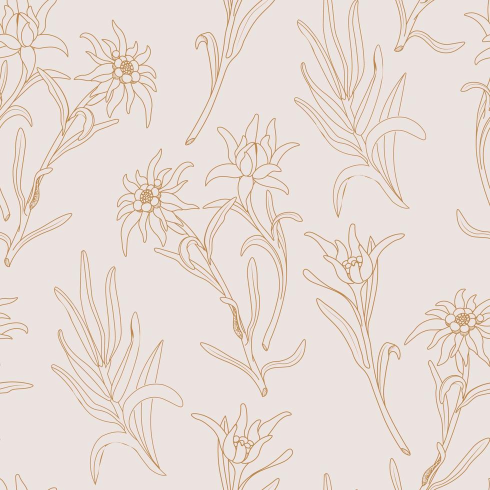 Edelweiss. Seamless pattern with edelweiss flowers on a pink background vector