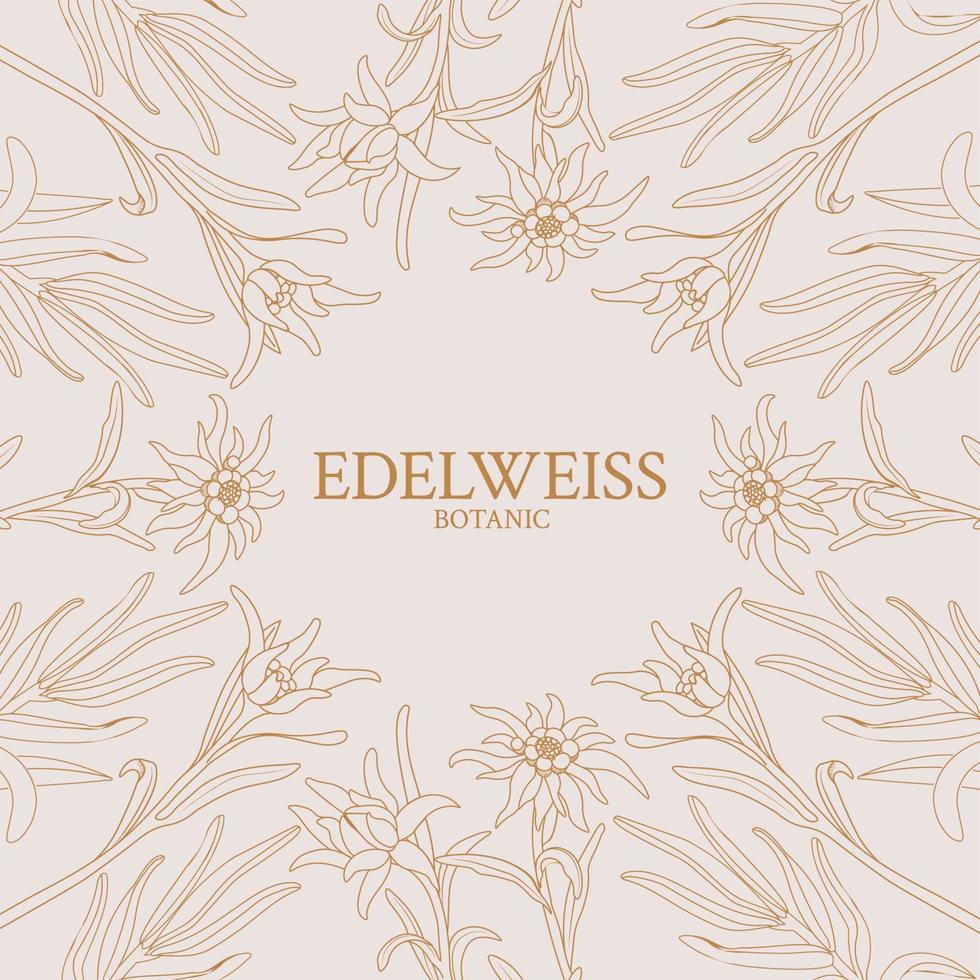 edelweiss. marco con flores de edelweiss sobre un fondo rosa vector