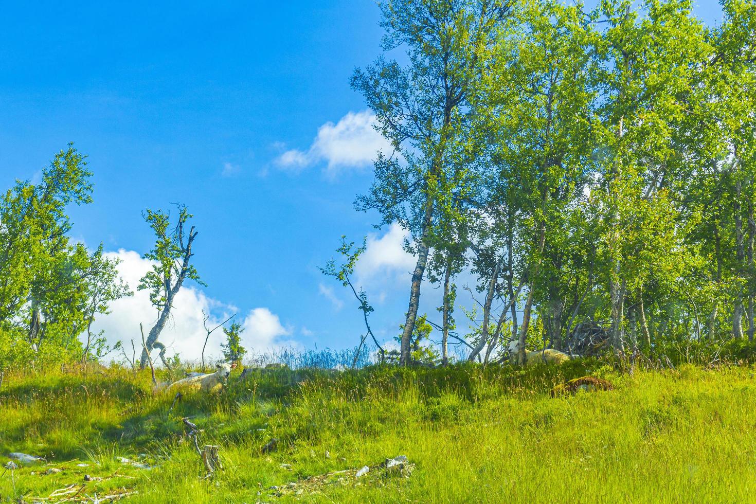 Sheep sitting in meadow at forest edge in Kvitfjell Norway. photo