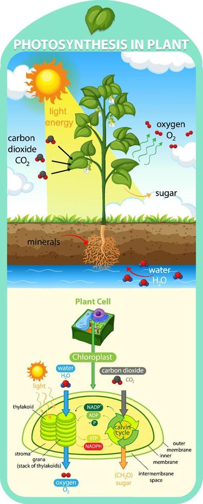 Diagram showing process of photosynthesis in plant vector