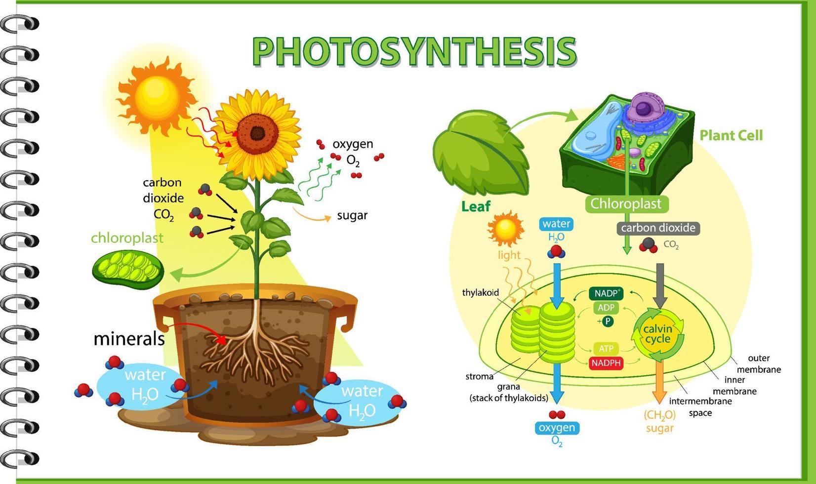 Diagram showing process of photosynthesis in plant vector