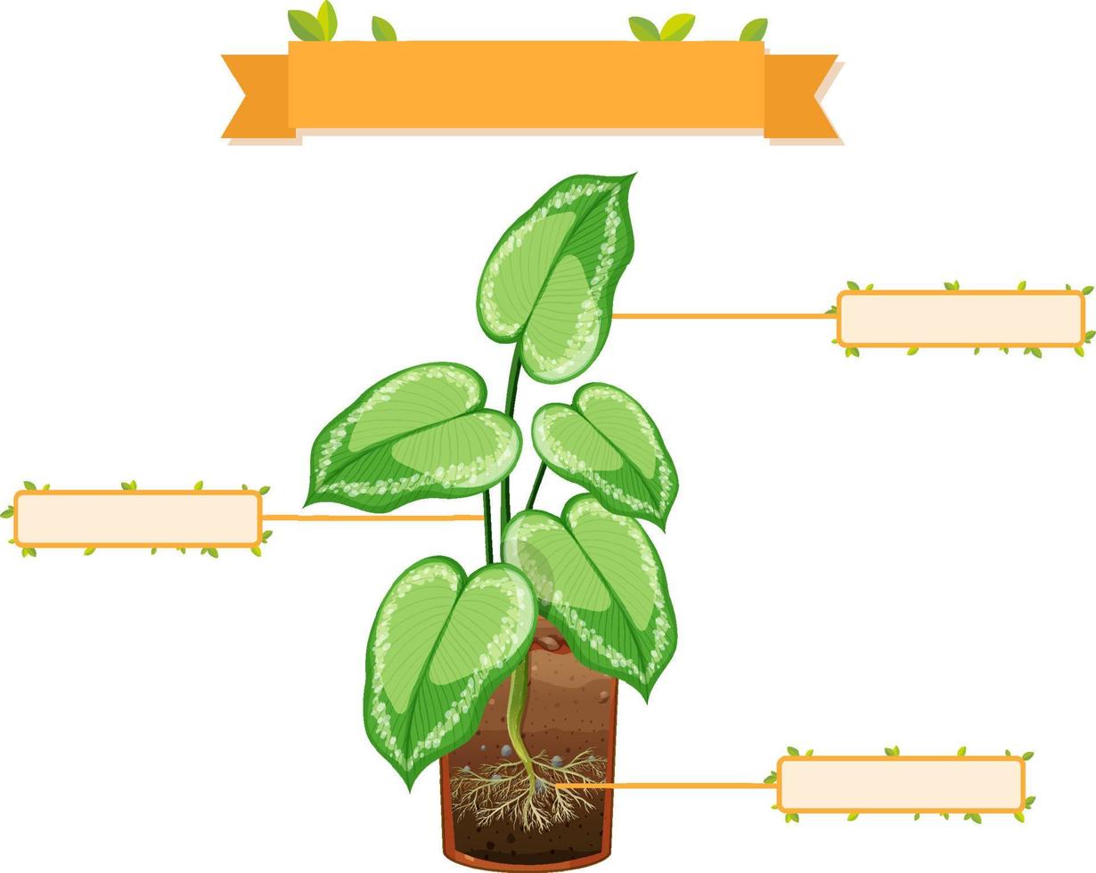 escribir partes de una hoja de trabajo de plantas para niños vector