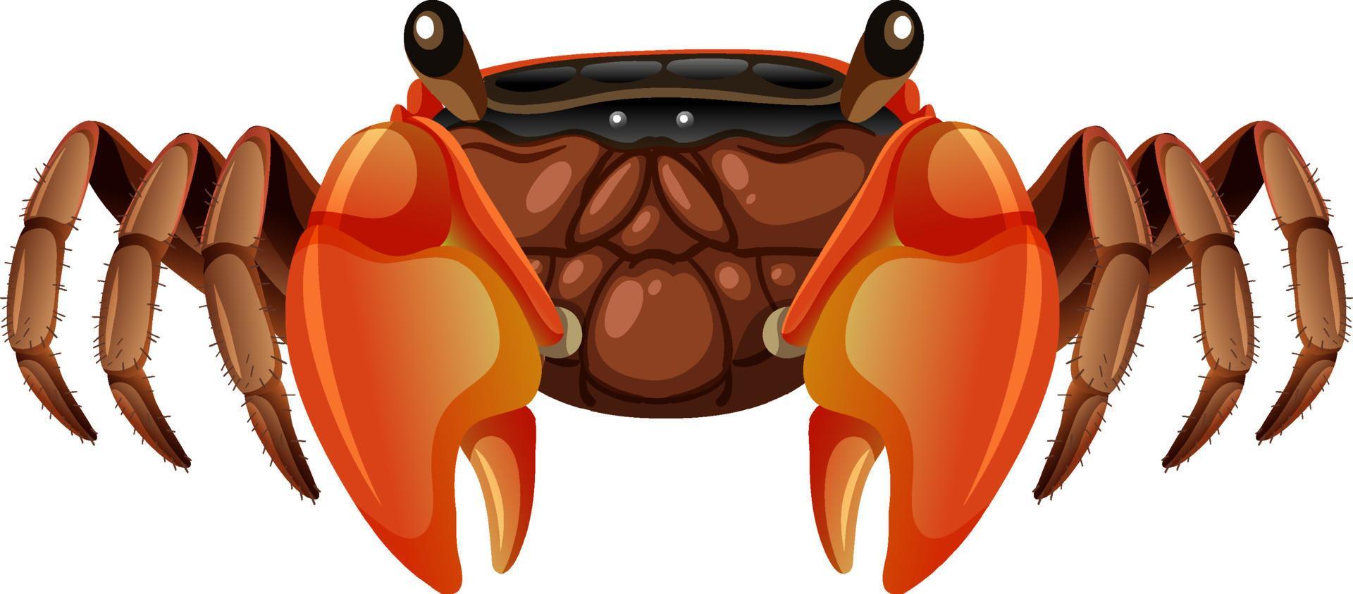 Mangrove Root Crab in cartoon style on white background 3755817 Vector